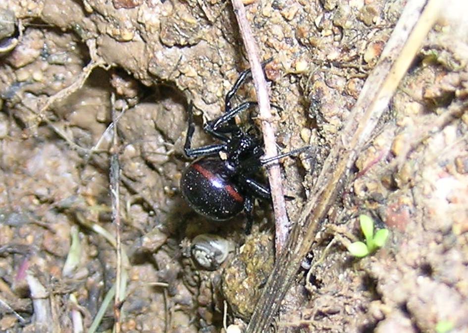 Cugini di campagna (Steatoda paykuliana)